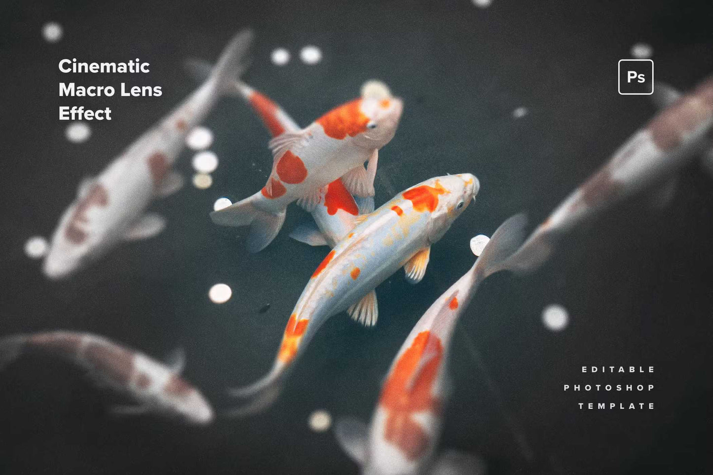 24 Splendiferous Photoshop Templates Bundle - Photoboto