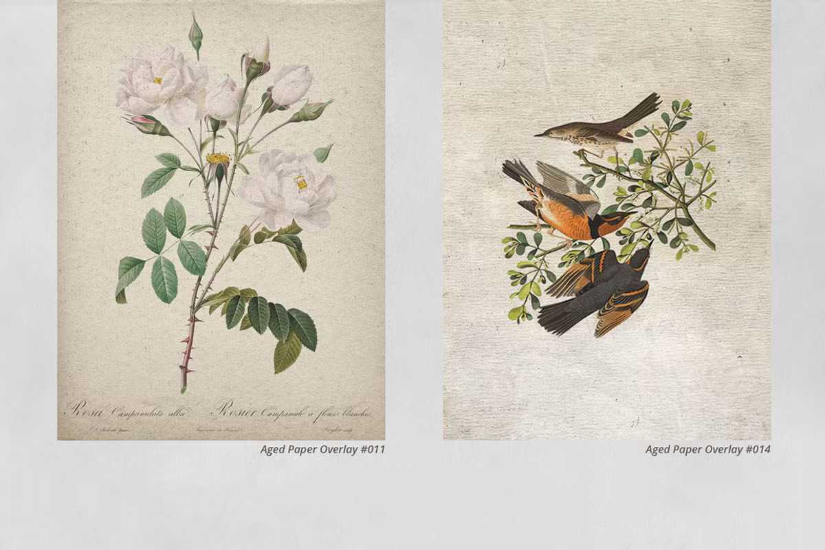 1300+ Supreme Photo Overlays Gigapack